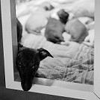 Cucciolate Precedenti