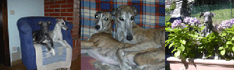 i nostri whippet