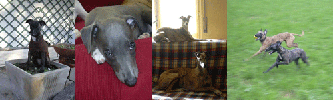 i nostri whippet di Casa Braveheart